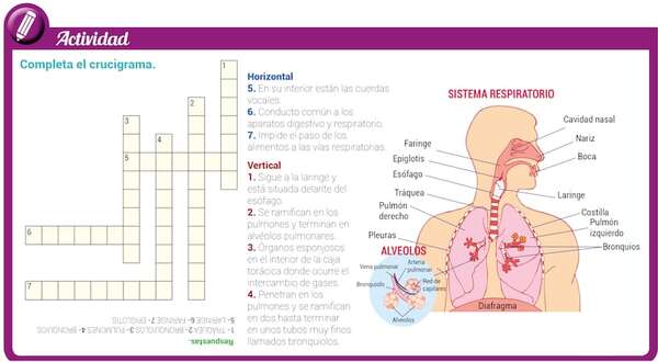 Anatomía del aparato respiratorio humano - Ciencias de la Naturaleza y de la Salud Tercer Ciclo - ABC Color