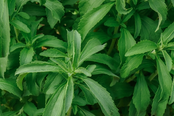 Stevia: alta demanda, baja producción y nuevos mercados en la mira