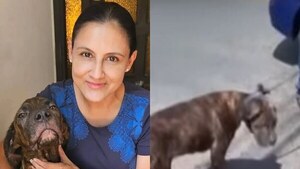¡Buena noticia! Tyson, el perro arrastrado por una moto, ya tiene nueva familia