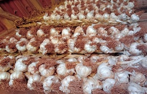 El Gobierno impulsa la reactivación del cultivo de ajo en Paraguay • PARAGUAY TV