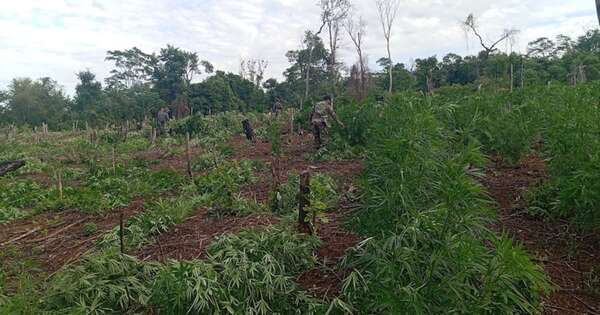 La Nación / Operación “Rafaelo” culmina con la eliminación de 152 toneladas de marihuana