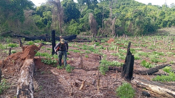 Operación conjunta culmina con eliminación de 151 toneladas de marihuana