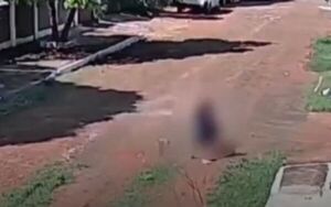 (VIDEO)Enjambre de abejas atacó a dos menores y un perro: Firulais no aguantó y murió