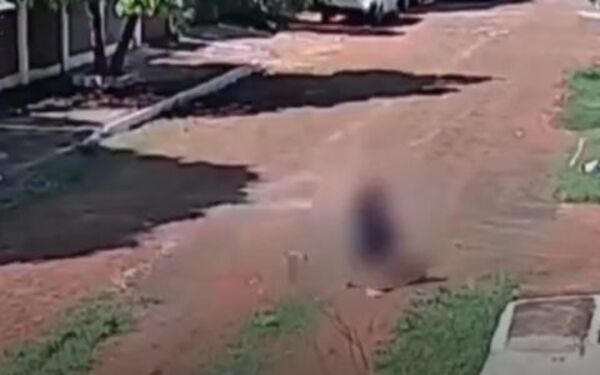 (VIDEO)Enjambre de abejas atacó a dos menores y un perro: Firulais no aguantó y murió