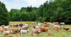 La Nación / Certificación busca promover producción agropecuaria sostenible y responsable con el medio
