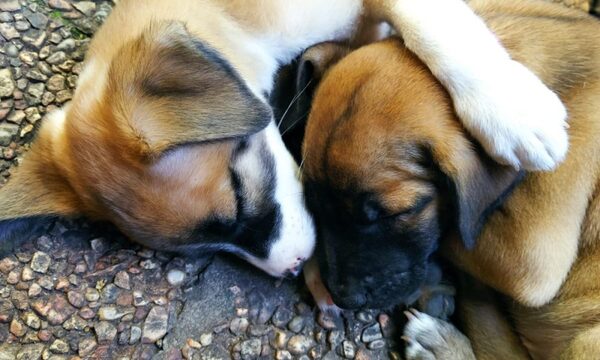 Salud insta a mantener vacunadas a las mascotas para evitar circulación de la rabia