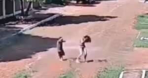 La Nación / Hernandarias: colmena de abejas que atacó a vecinos y mató a perro sigue en el lugar, reportan
