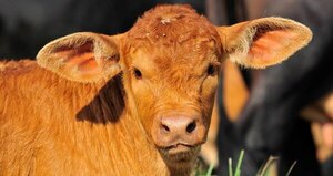Implementan la identificación individual de bovinos