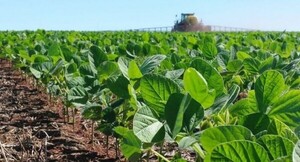 Los efectos de La Niña impactaron en una etapa crítica para el desarrollo de la soja