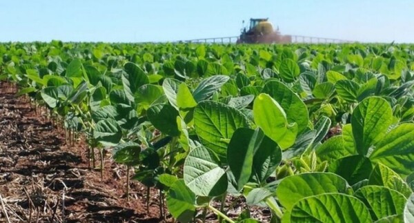 Los efectos de La Niña impactaron en una etapa crítica para el desarrollo de la soja