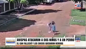 Avispas atacan a niños y matan a un perro en Hernandarias