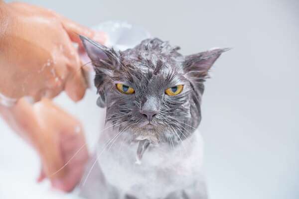 ¿Por qué los gatos odian el agua? Mitos y realidades - Mascotas - ABC Color