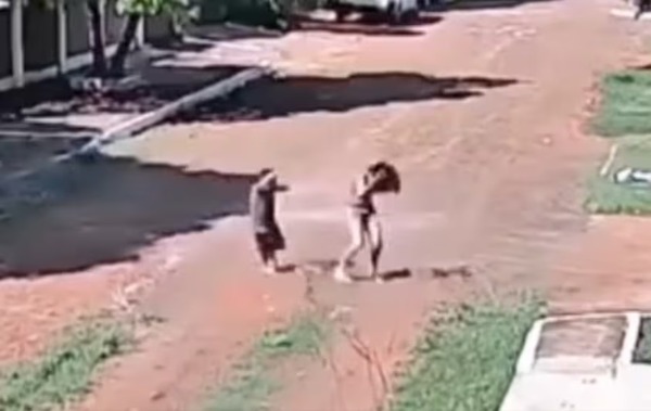 (Video) Enjambre que mató a un perro y atacó a dos menores sigue sin ser removido