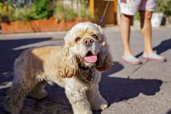 ¿Es bueno sacar a pasear a tu perro con este calor? Te explicamos - Mascotas - ABC Color