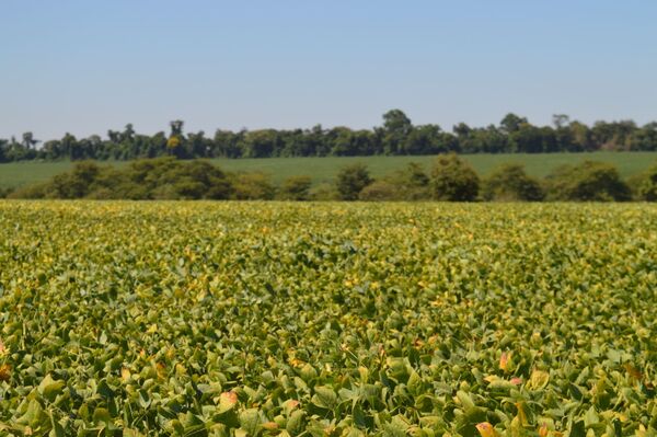La “temporada de aguaceros” aleja de la meta de 11 millones de toneladas de soja