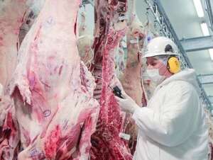 Reportan importante aumento de la faena de bovinos en el arranque del 2025 - Negocios - ABC Color