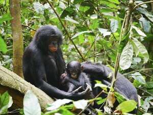 Los simios bonobos pueden intuir la ignorancia de otro, algo que se creía exclusivamente humano - Ciencia - ABC Color