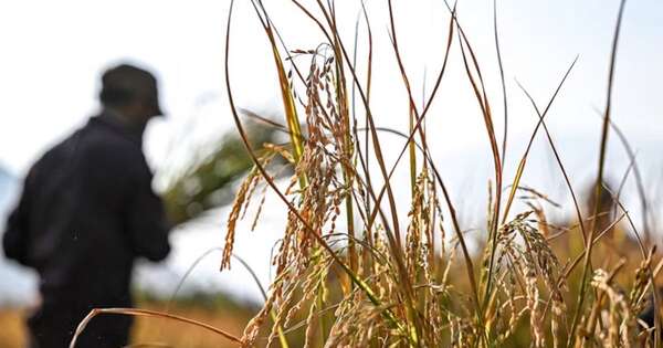 La Nación / Paraguay se posiciona como el cuarto exportador de arroz en la región