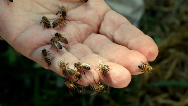 Reacción ante el ataque de abejas: el peor error es agitar los brazos, la cabeza o lanzarse al agua