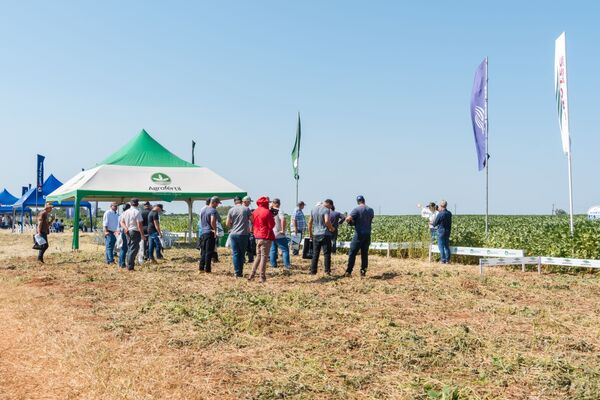 Agrofértil destacó variedades con alto potencial productivo en el Día de Campo de Bergthal