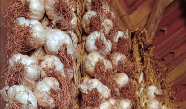 Buscan reactivar el cultivo de ajo en General Artigas