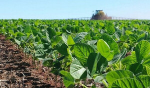 Chaco paraguayo: falta de lluvias no permiten completar el ciclo de siembra sojera | Agronegocios | 5Días