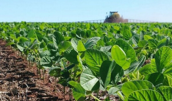Chaco paraguayo: falta de lluvias no permiten completar el ciclo de siembra sojera | Agronegocios | 5Días