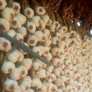El MAG lanza plan para reactivar el cultivo de ajo en Paraguay - ADN Digital