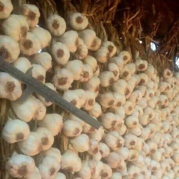 El MAG lanza plan para reactivar el cultivo de ajo en Paraguay - ADN Digital