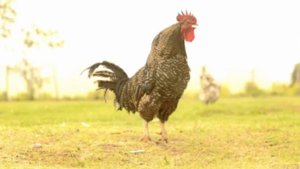 La mató un gallo