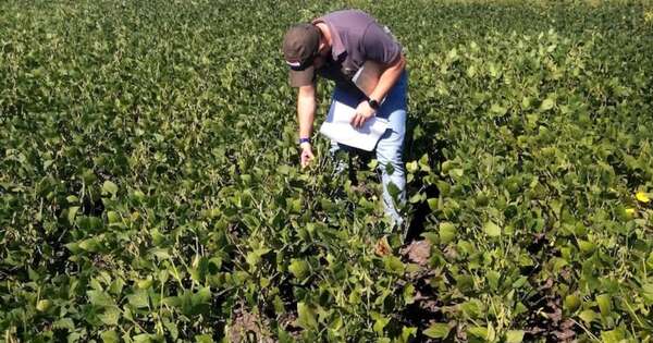 La Nación / Pocos aguaceros aleja de la meta a sojeros