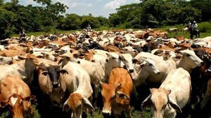 Ganaderos de EEUU piden a Trump bloquear importación de carne local