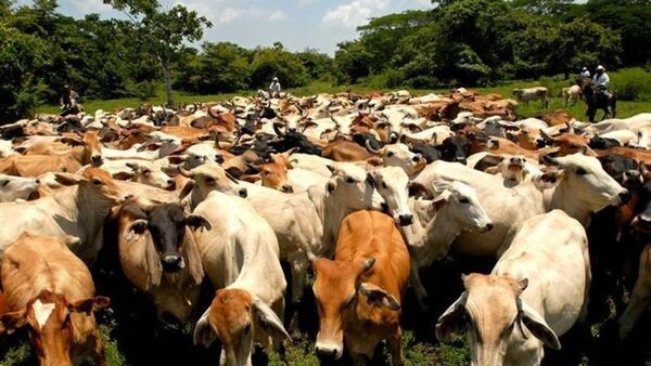 Ganaderos de EEUU piden a Trump bloquear importación de carne local