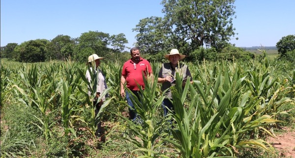 Alianza Indert-UGP: Avanza producción de maíz en colonias rurales