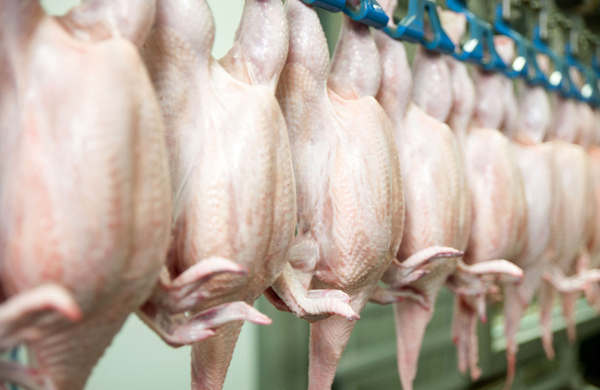 Buen aumento de envíos de carne de cerdo y pollo al inicio del 2025 - 1000 Noticias