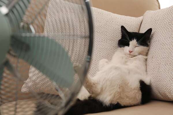 Los gatos también sufren golpes de calor: estos son los síntomas - Mascotas - ABC Color