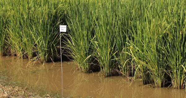 La Nación / Sector arrocero garantiza provisión al mercado interno pese a sequía