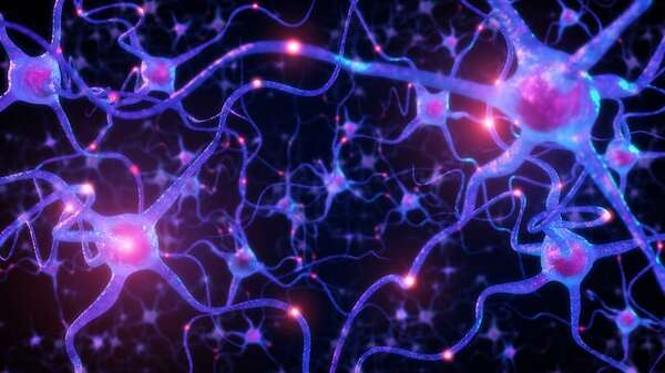 Descubren cuáles son las neuronas que dan la orden para dejar de comer - Ciencia - ABC Color
