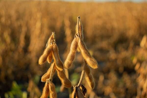 Condiciones climáticas adversas también amenazan el desarrollo del ciclo sojero en el Chaco - Economía - ABC Color