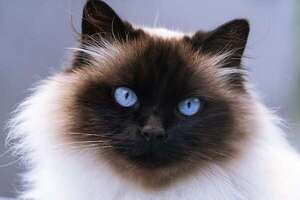 Así es el peculiar gato himalayo: un gato persa con look de gato siamés - Mascotas - ABC Color