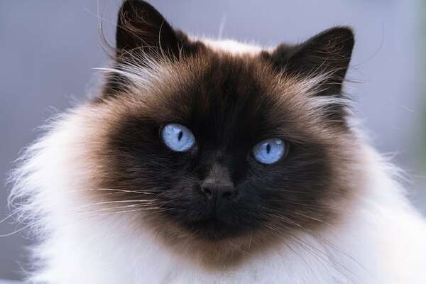 Así es el peculiar gato himalayo: un gato persa con look de gato siamés - Mascotas - ABC Color