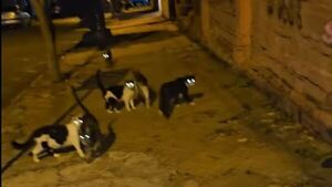 Doña dice que fue imputada por dar de comer en la vereda a michis