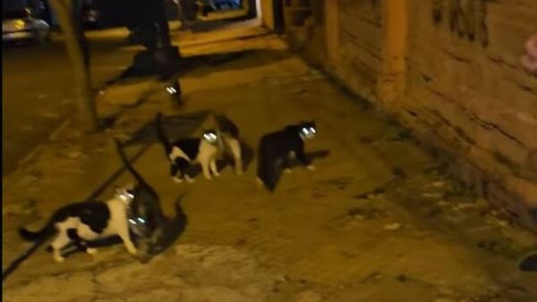 Doña dice que fue imputada por dar de comer en la vereda a michis