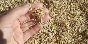 Costa Rica, Paraguay y Espa帽a transformar谩n residuos del arroz en biomateriales