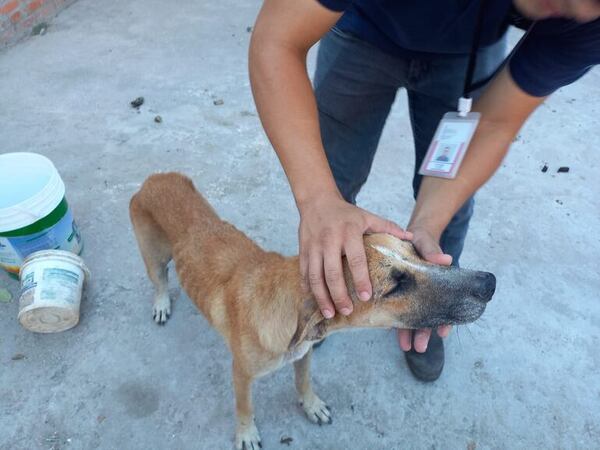 Caso Dogo: un perro murió atado bajo el sol en Villa Hayes y su propietaria fue imputada - Nacionales - ABC Color