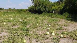 Ñeembucú: La sequía y el intenso calor arrasan con los cultivos de sandía en Humaitá y Paso de Patria - Nacionales - ABC Color