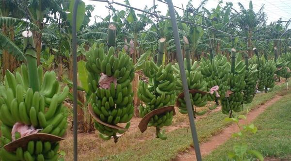 Instan a agricultores a producir con calidad para acceder a más mercados