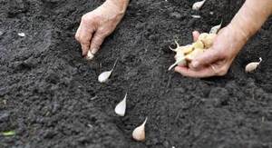 Impulsan la reactivación del cultivo de ajo en General Artigas