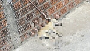 Villa Hayes: Imputan a dueña de perro que murió atado bajo el sol