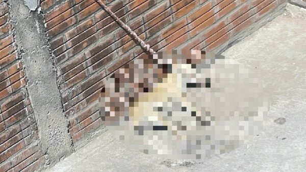 Villa Hayes: Imputan a dueña de perro que murió atado bajo el sol